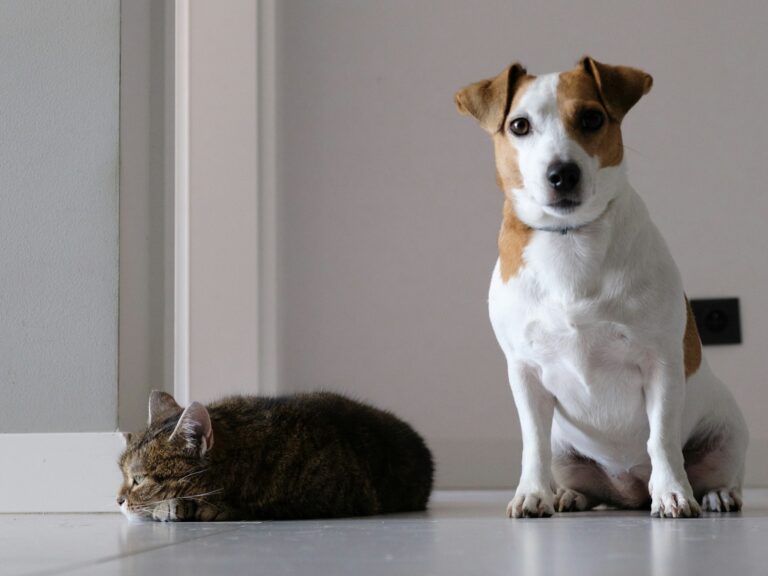 A dog and cat sitting calmly together at home after a careful introduction