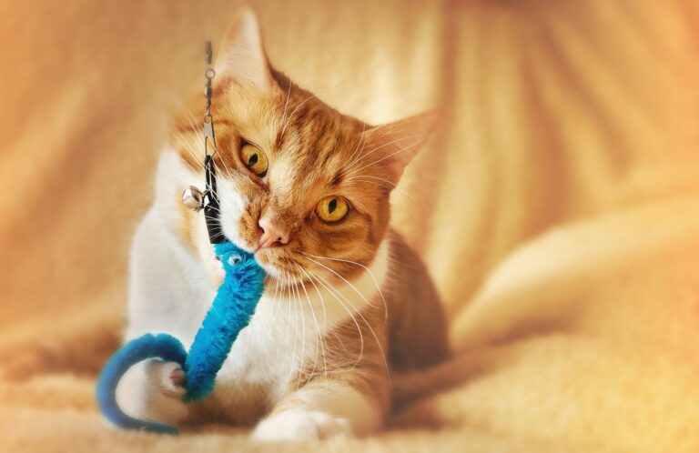 An indoor cat playing with a toy, staying mentally and physically enriched