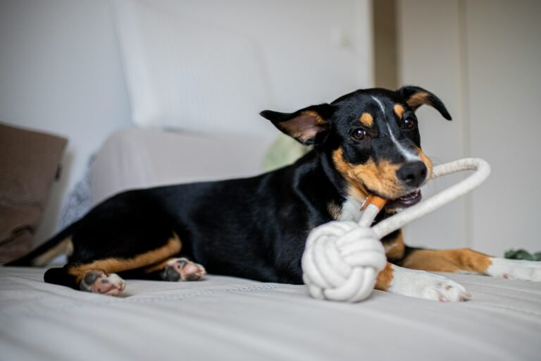 A cute new puppy playing at home, ready for its first month with a new family