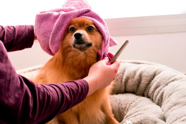 A dog being gently brushed and groomed at home, part of a regular care routine