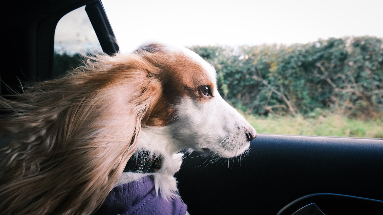 A dog looking out a car window on a road trip