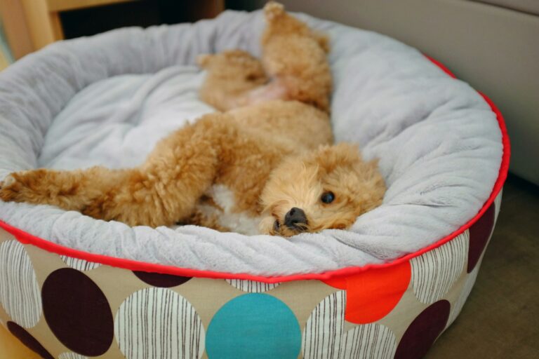 A brown dog sleeping comfortably in a cozy pet bed, showing the value of the right bed