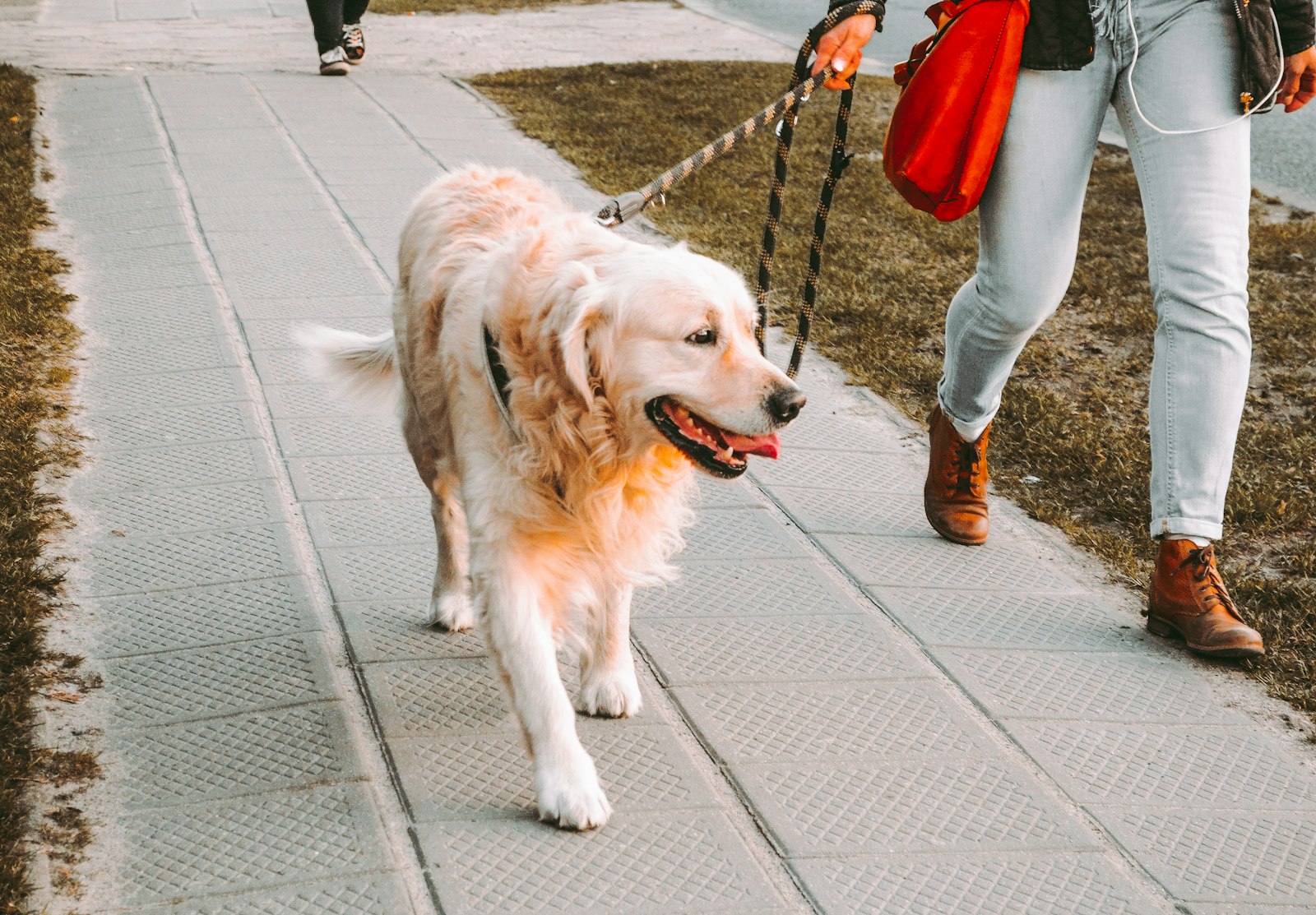 A dog walking on a leash outdoors with a harness