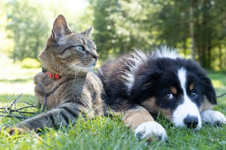A healthy, relaxed dog and cat resting together outdoors, showing signs of good pet health