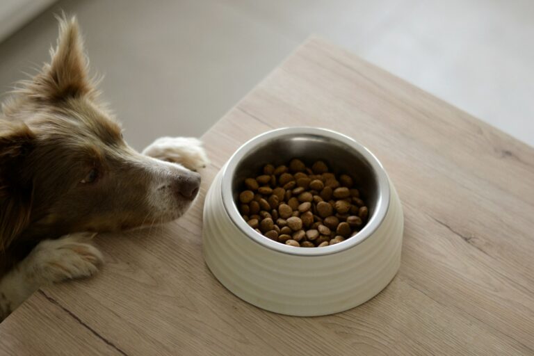 A healthy dog eating kibble from a bowl, illustrating how to choose the right dog food