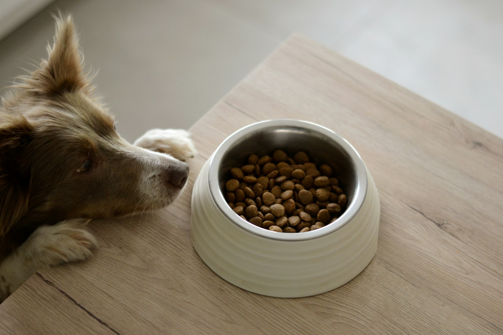 A healthy dog eating from a food bowl